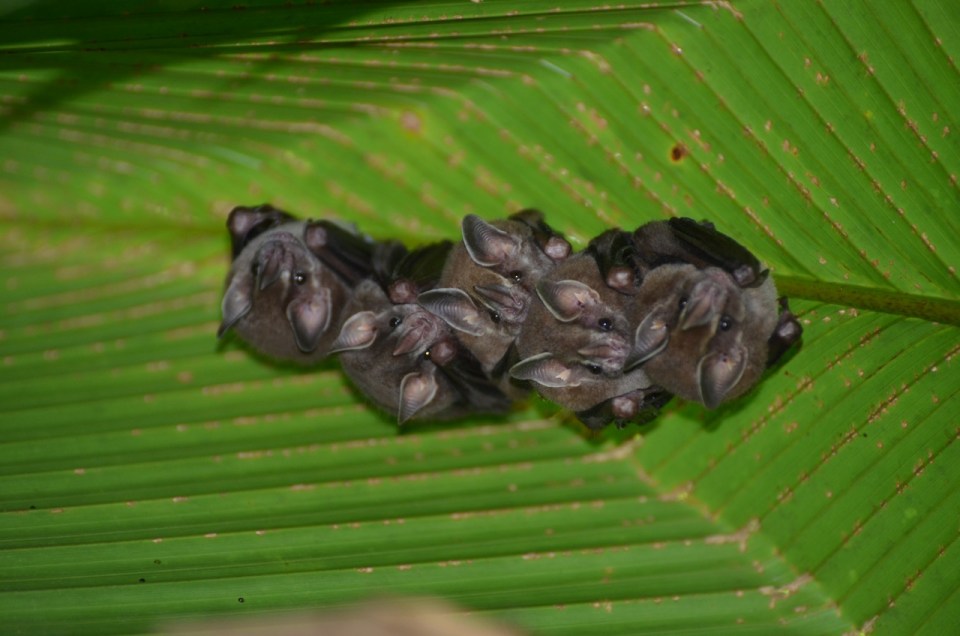 Tent Leaf Bats 3