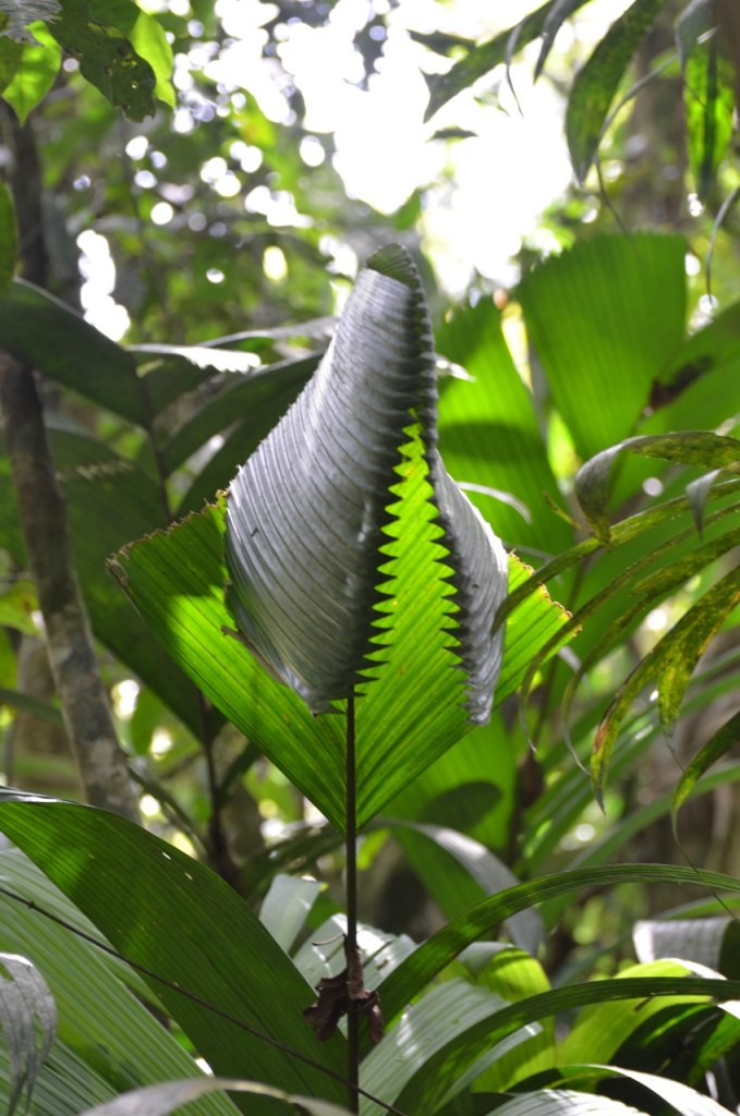 A large leaf that serves as a tent for roosting bats.