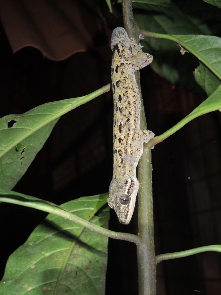 Turnip-tailed Gecko.