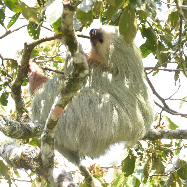 Two-toed Sloth.