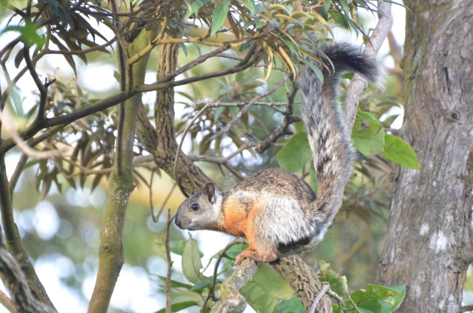 A Variegated Squirrel.