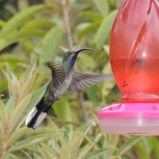Female Violet Sabrewing.