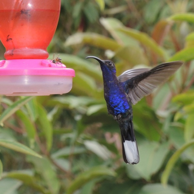 Violet Sabrewing Male