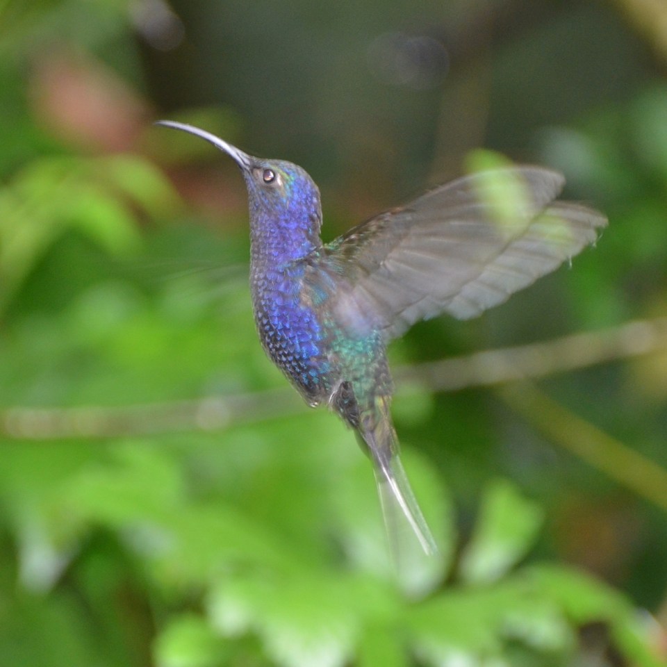 Male Violet Sabrewing