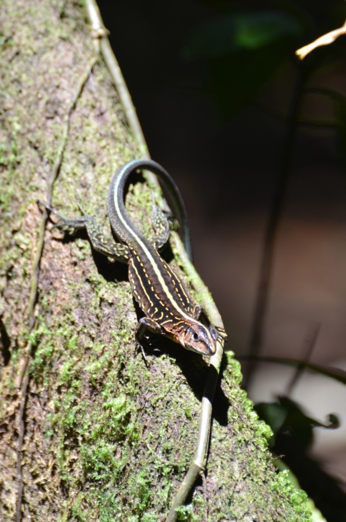 Whiptail 1