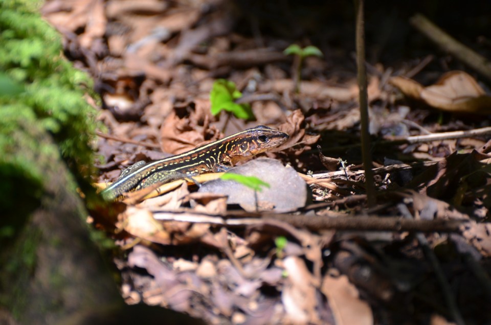 Whiptail 2