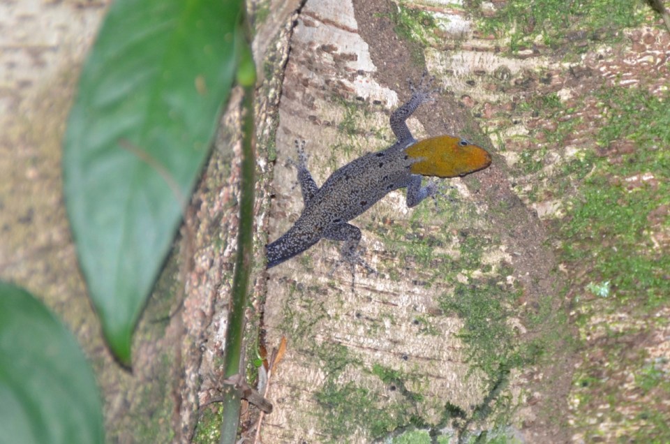 Yellow-headed Gecko.