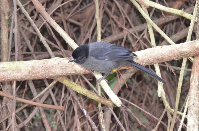 Yellow-thighed Finch