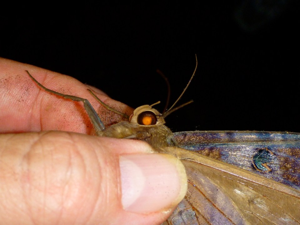 Noctuid Head
