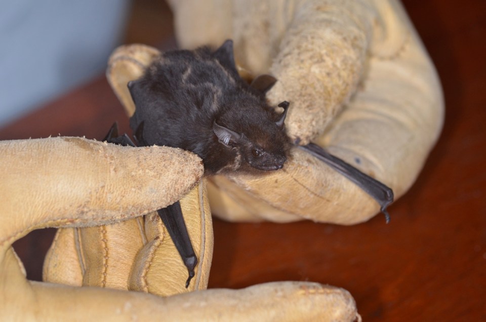 Saccopteryx bilineata