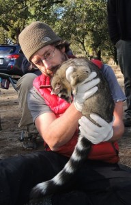 Scott with a tranquilized ringtail