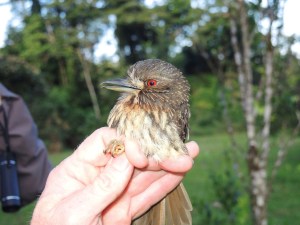 Puffbird