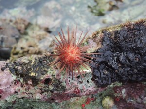 Red Urchin