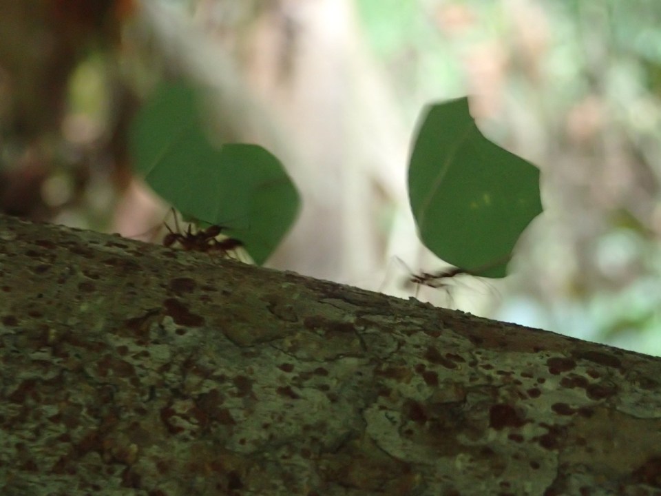 Leaf-cutter Ants transporting leaf segments.