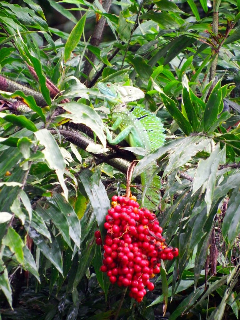 Find the lizard...sort of Christmassy colors!