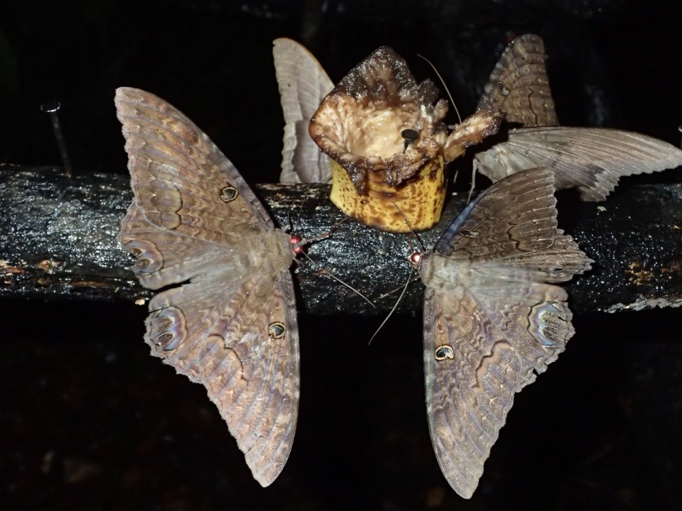 Black Witch moths were attracted to the fermenting fruit on the bird fruit stand.  These are a large species sometimes reaching a width as large as six-inches.