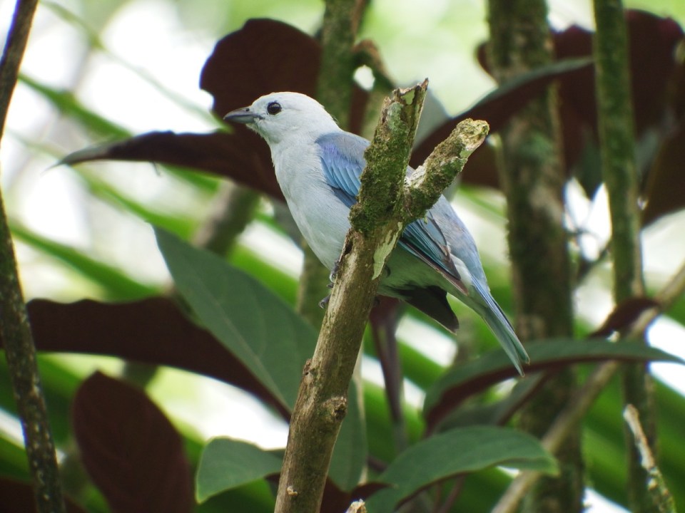 Blue-gray Tanager - a bird we often saw.