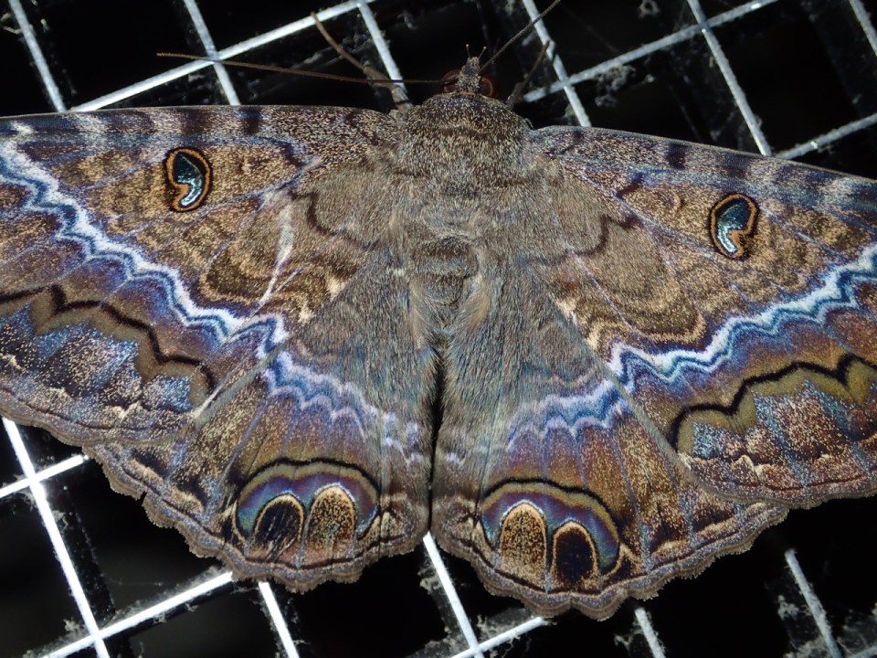 Black Witch moth at the Hotel Bougainvillea.