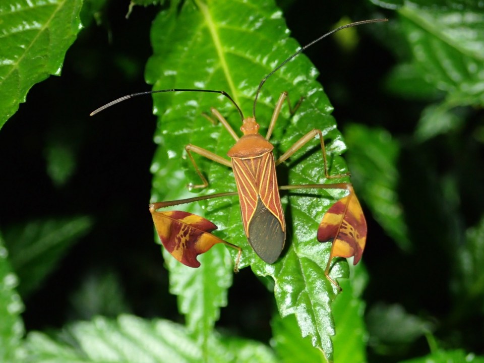 A remarkable Leaf-footed Bug (Family Coreidae) on a plant at the Hotel Bougainvillea, Costa Rica.