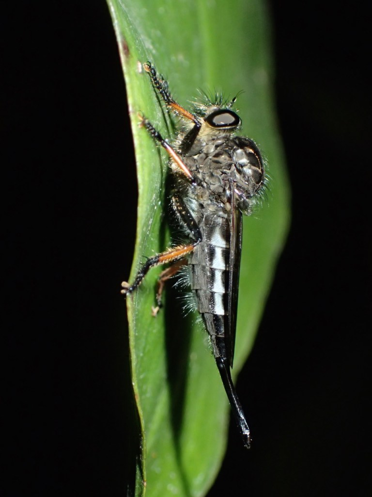 This is one of the interesting small creatures we saw - a Robber Fly (Family Asilidae).  Hotel Bougainvillea, Costa Rica.