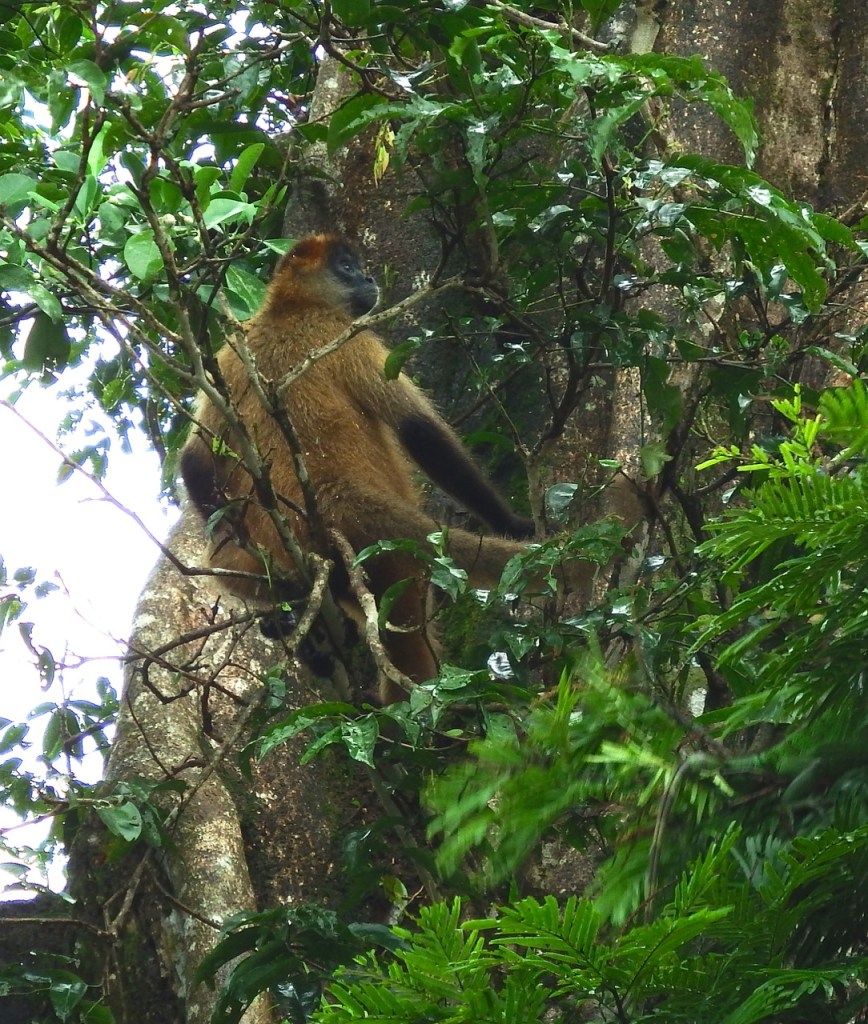 Central American Spider Monkey