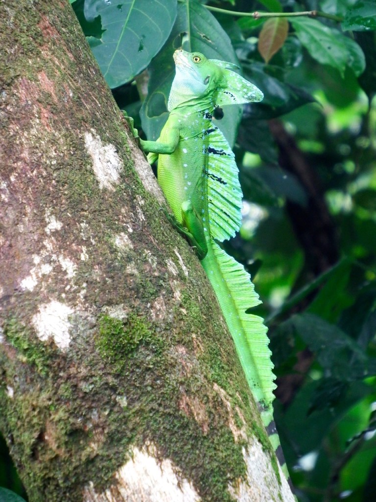 A Green Basilisk...nope, none of us got turned into stone...different kind of basilisk.