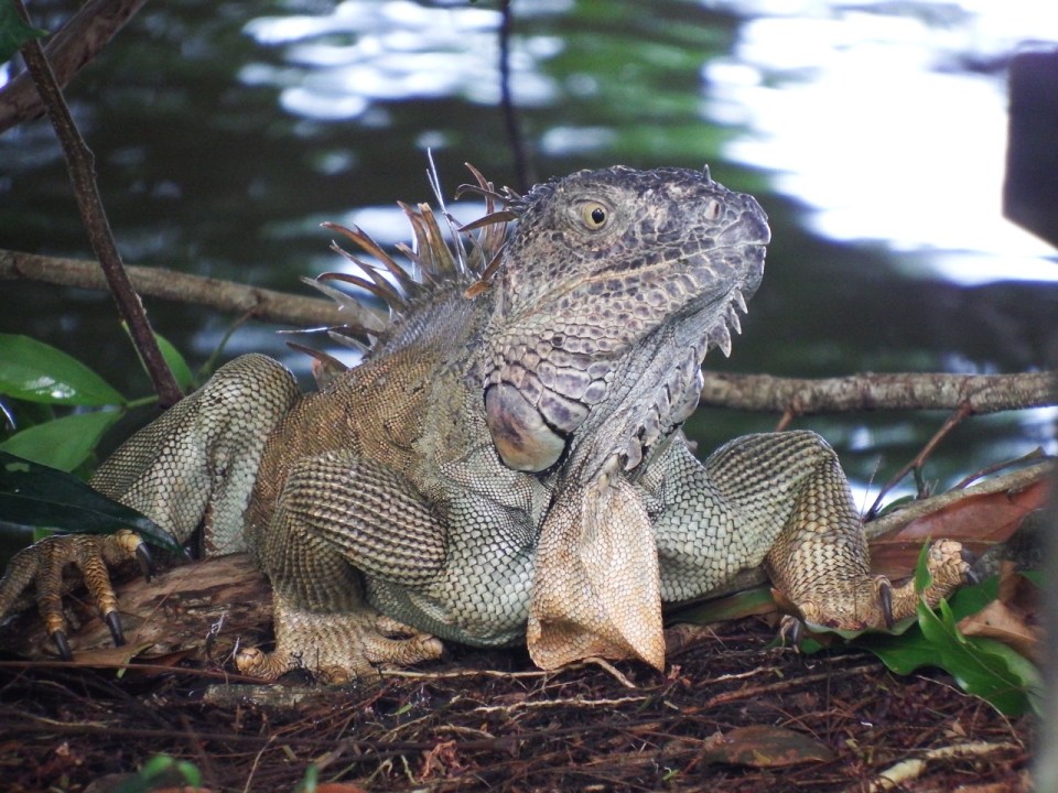 Adult Green Iguana.