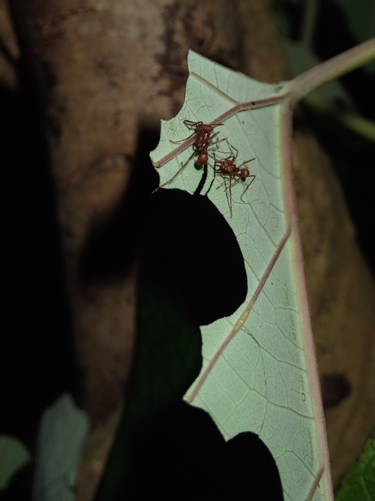 Leaf-cutter Ants at work.