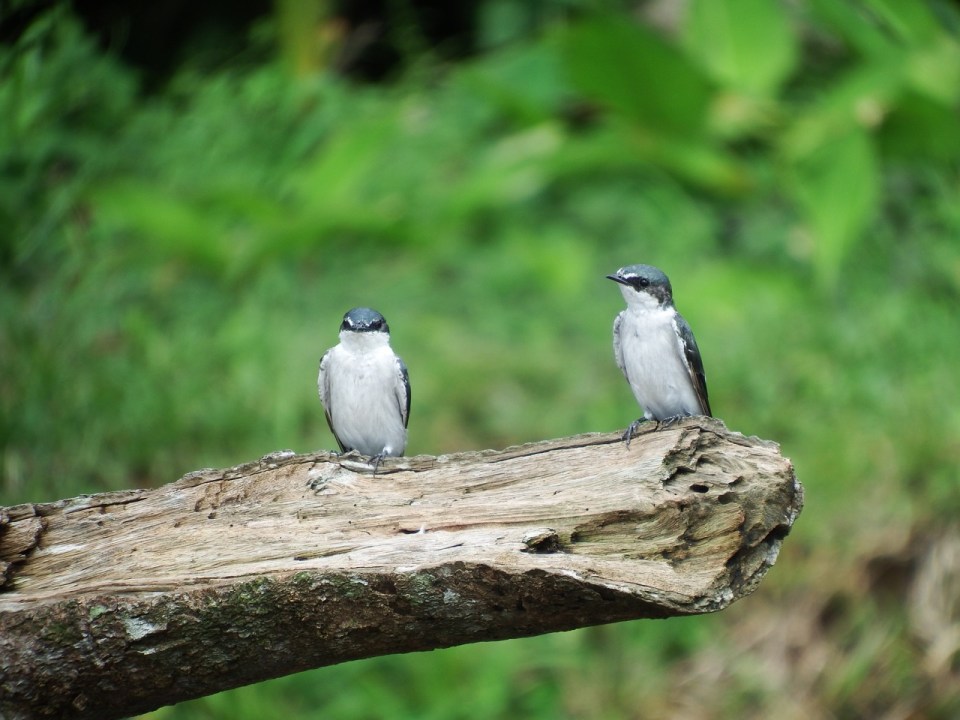 Mangrove Swallows watch us floating by.