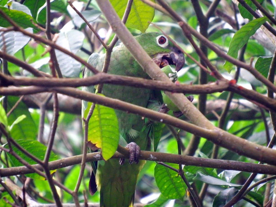 Mealy Parrot eating some kind of fruit.  This bird was about 25 feet away and although it didn't seem upset by our presence, it certainly kept an eye on us.