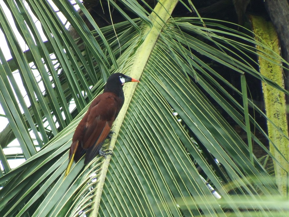 This is a Montezuma's Oropendola...a fairly large bird that nests colonially.