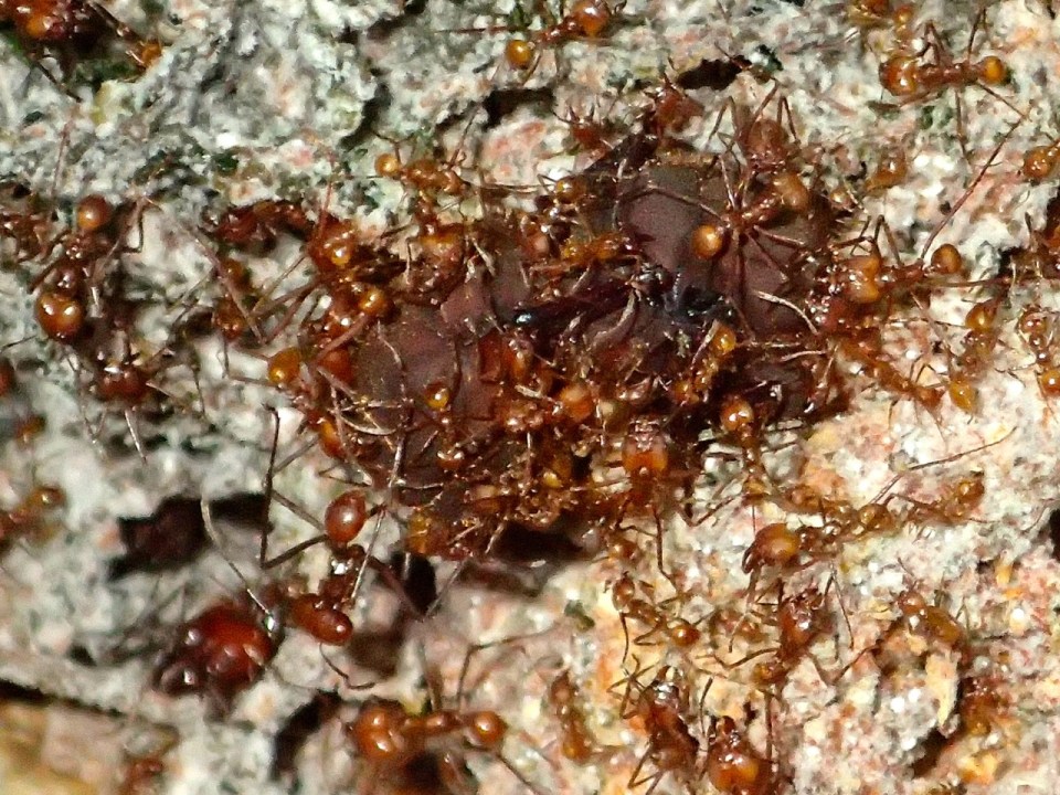 The queen Leaf-cutter Ant surrounded by workers.  She is huge compared to the workers and can live for approximately 20 years.