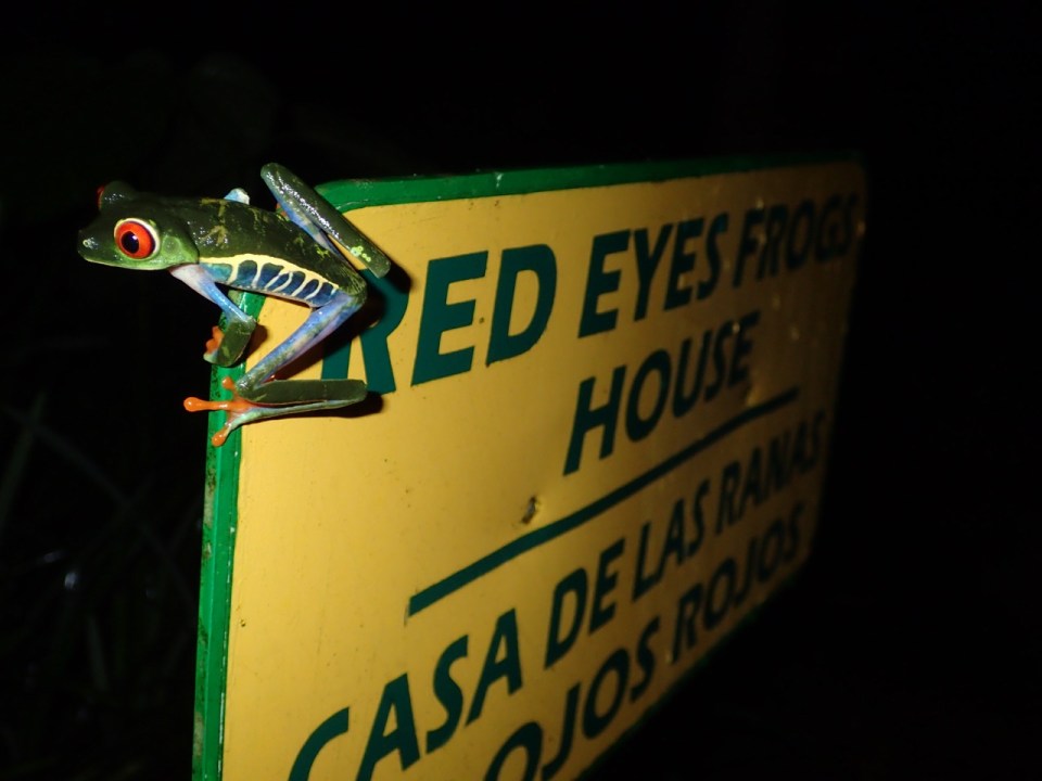 Loved the sign, but loved the fact that a female Red-eyed Treefrog was perched on the corner of it...and no, this truly was not staged!