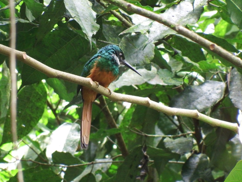 Rufous-tailed Jacamar.