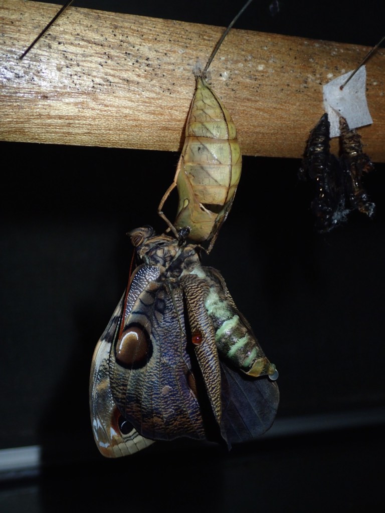 A Morpho butterfly emerges from it's chrysalis at the butterfly garden at Selva Tropical.