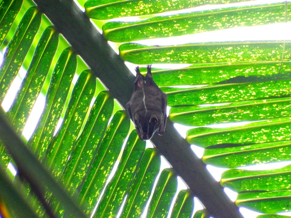 The Common Tent-making Bat (yep, that is the common name)...scientifically it is known as Uroderma bilobatum.
