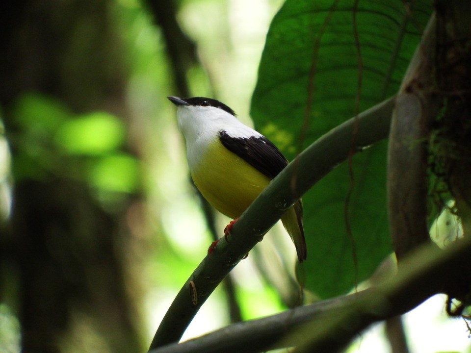 White-collared Manakin.